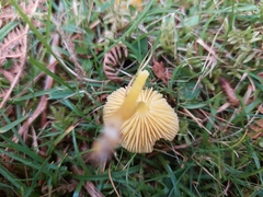 Hygrocybe ceracea
