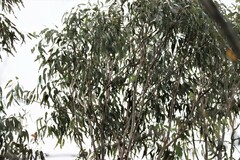 Eucalyptus tereticornis