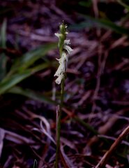 Spiranthes brevilabris