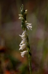 Spiranthes brevilabris
