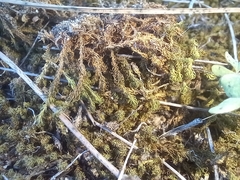 Tortella squarrosa