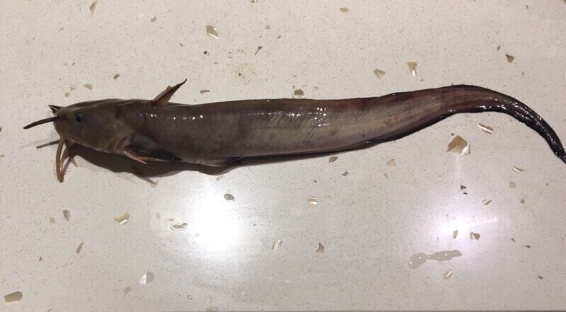 Longtailed Catfish