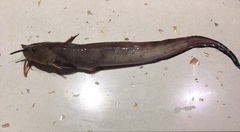 Longtailed Catfish photo 1