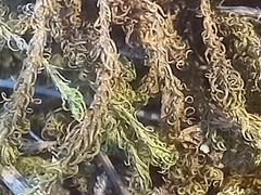 Tortella squarrosa