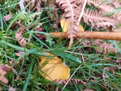 Hygrocybe ceracea