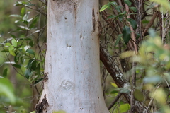 Eucalyptus tereticornis
