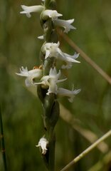 Spiranthes delitescens