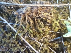 Tortella squarrosa