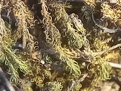 Tortella squarrosa