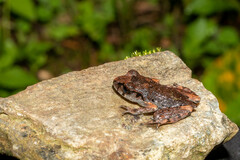 Leptobrachella ventripunctata