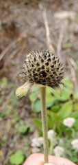 Dipsacus inermis