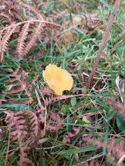 Hygrocybe ceracea