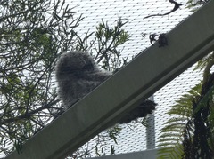 Bubo africanus africanus