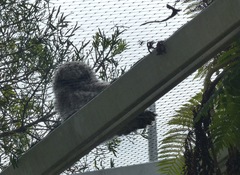 Bubo africanus africanus