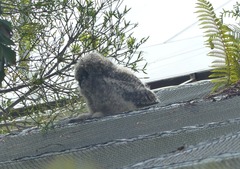 Bubo africanus africanus