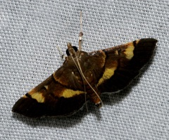Syngamia falsidicalis