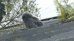 Bubo africanus africanus