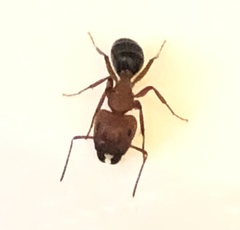 Myrmentoma