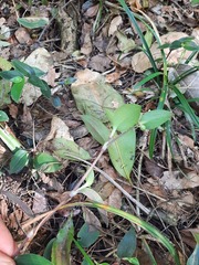 Tradescantia mundula