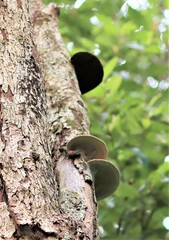 Hexagonia tenuis