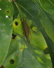 Aphonoides