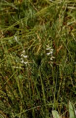 Spiranthes delitescens