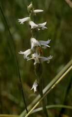 Spiranthes delitescens
