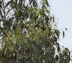 Eucalyptus tereticornis