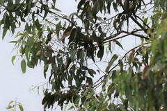 Eucalyptus tereticornis
