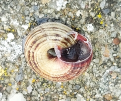 Xeroplexa intersecta