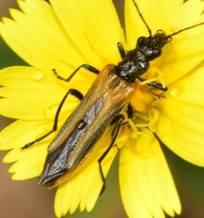 Oedemera simplex