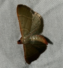 Hypsopygia nonusalis