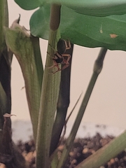 Trachelidae