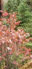 Viburnum erubescens