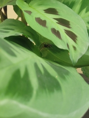 Trachelidae