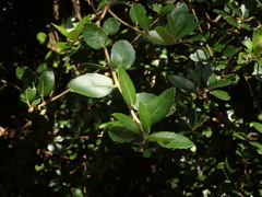 Quercus phillyreoides