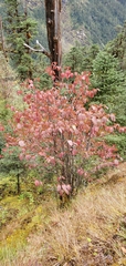 Viburnum erubescens