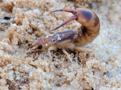Labidura riparia