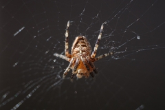 Araneus diadematus