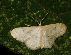 Idaea ptyonopoda