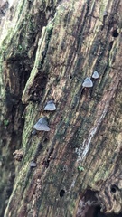 Mycena pseudocorticola