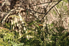 Coccopygia melanotis