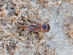 Labidura riparia