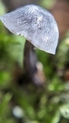 Mycena pseudocorticola