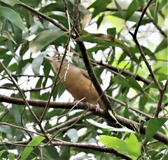 Colluricincla rufogaster