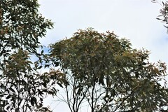 Corymbia intermedia