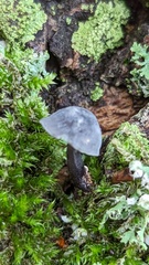 Mycena pseudocorticola