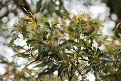 Corymbia intermedia