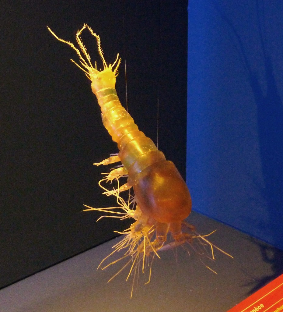 Gelyelloida