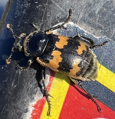 Nicrophorus vespillo